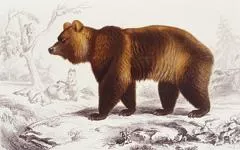 狐狸&ldquo;请&rdquo;狗熊