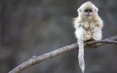 猴子与鳖打老庚