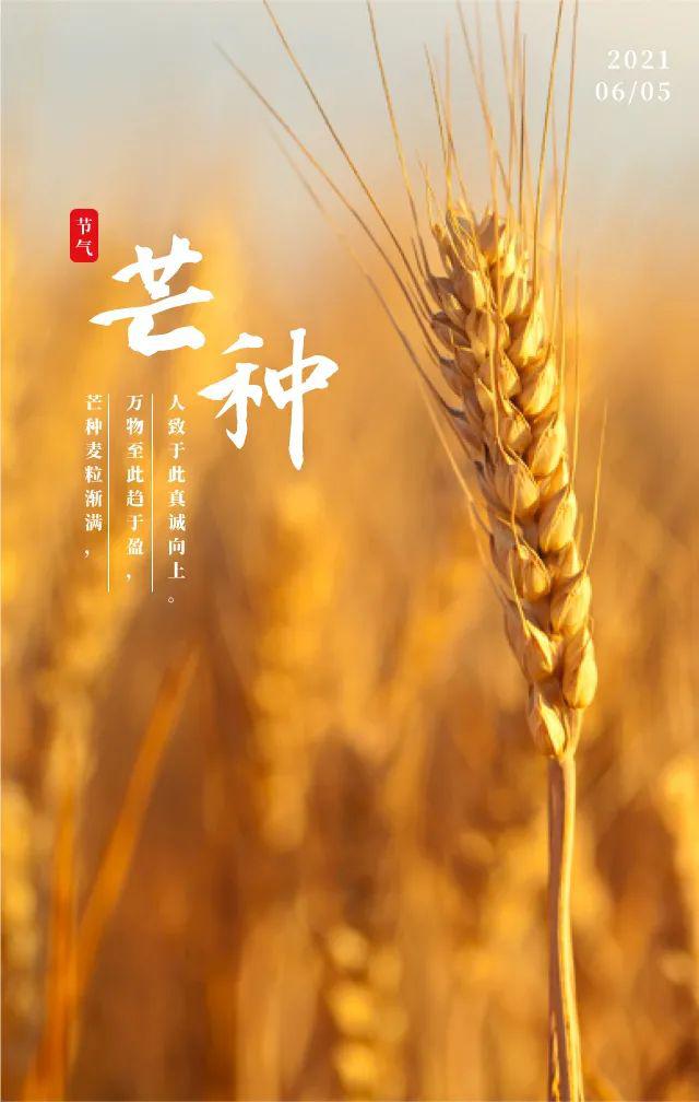 芒种图片配图大全简单，芒种朋友圈文案图片说说句子