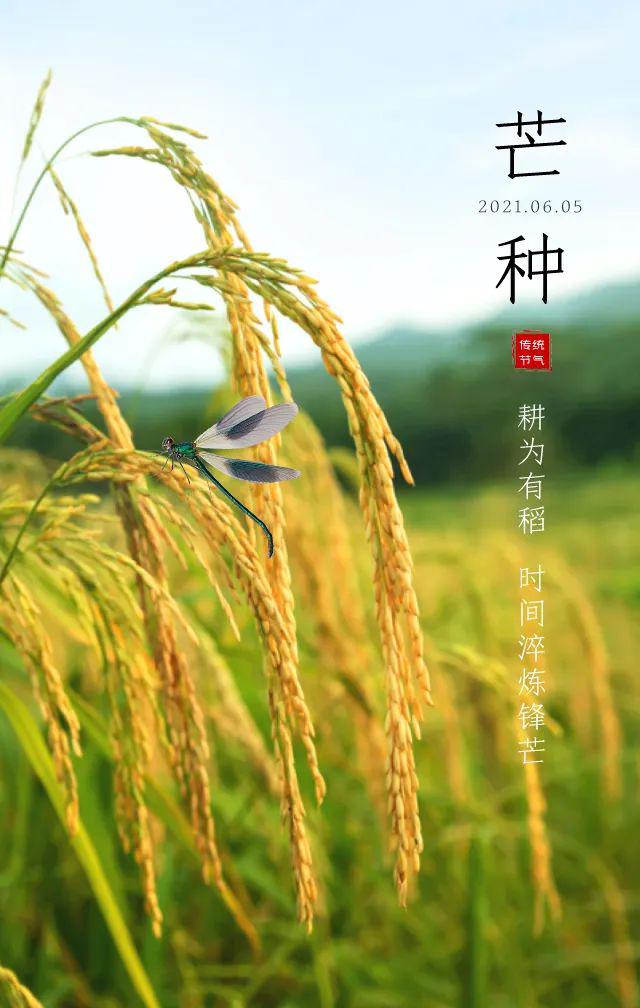 芒种图片配图大全简单，芒种朋友圈文案图片说说句子