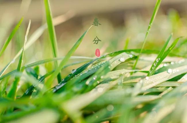 2022春分简短祝福语,春分问候图片