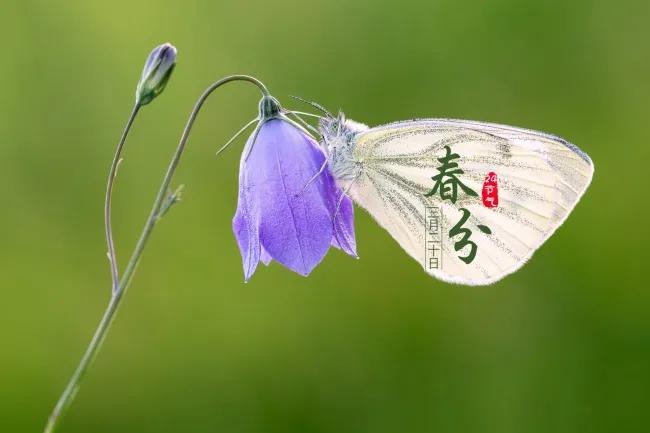 2022春分简短祝福语,春分问候图片