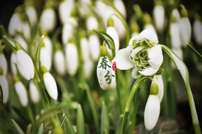 2022春分简短祝福语,春分问候图片