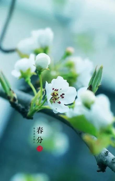 2022春分简短祝福语,春分问候图片