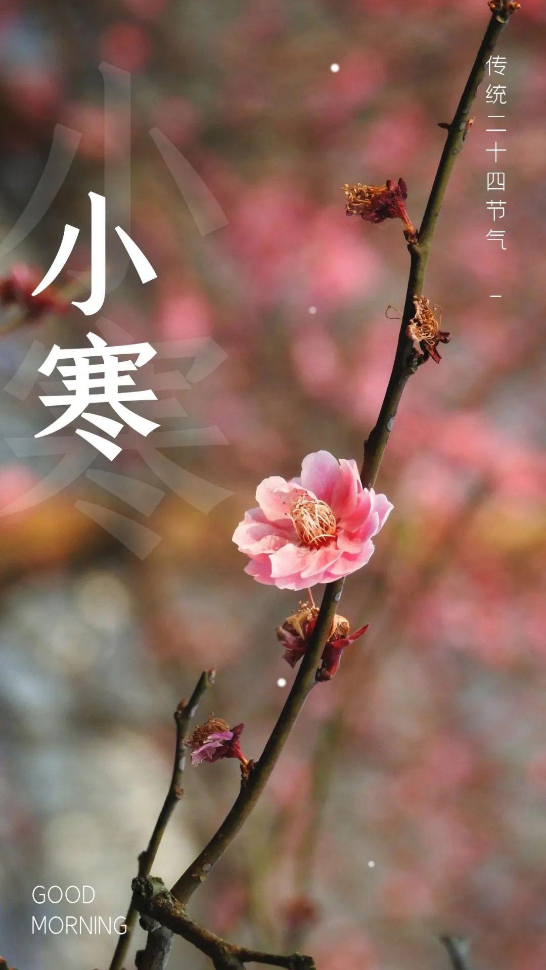 小寒节气海报配图图片，小寒祝词问候语金句