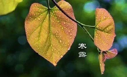 寒露早上好表情图片，寒露时节天冷加衣服问候语句