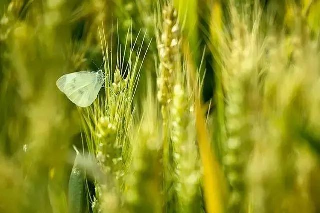 小满美文：夏天最可爱的节气