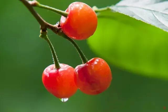 小满美文：夏天最可爱的节气