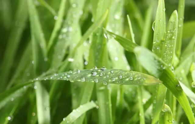 雨水节气黑板报内容摘选