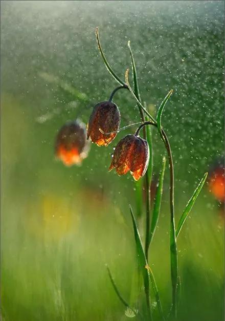 雨水节气黑板报内容摘选