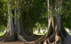 两棵古树鉴清官