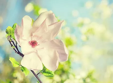 属猴人2018年运势,射手座2018年运势