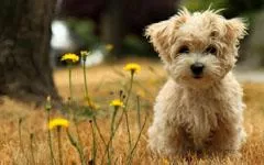 包二奶不如养宠物