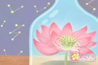 正月菩提和星月菩提的区别 哪个菩提好