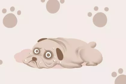 主人回国小狗苦等三年 养狗能得到什么福报