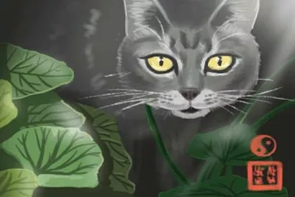 收养猫狗的风水忌讳是什么呢