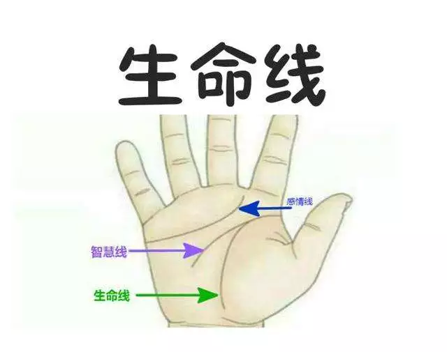 生命线短的人真的寿命比较短吗？手相学怎么看.jpg